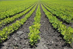 agriculture-1646560_640
