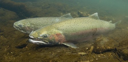 steelhead_trout steelhead_trout